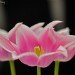 Tulip 260408
